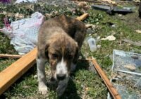 Dog emerges from debris from Saturday's deadly EF-2 tornado in Cooke County