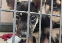 'They are struggling' | Austin Humane Society takes in nearly 100 animals due to Hurricane Beryl