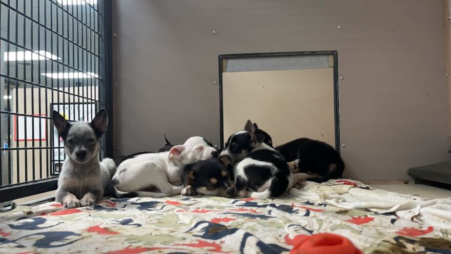 A pile of cute puppies sleeping in a crate.