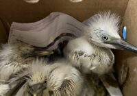 Austin Wildlife Rescue saves dozens of birds from Hurricane Beryl