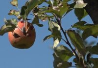 ‘We had about a 70-80% crop lost’ | York County apple orchards feeling the aftermath of April’s hail storm