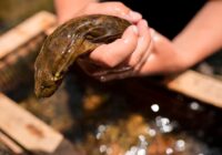 Feds propose protection for giant salamanders devastated by Hurricane Helene